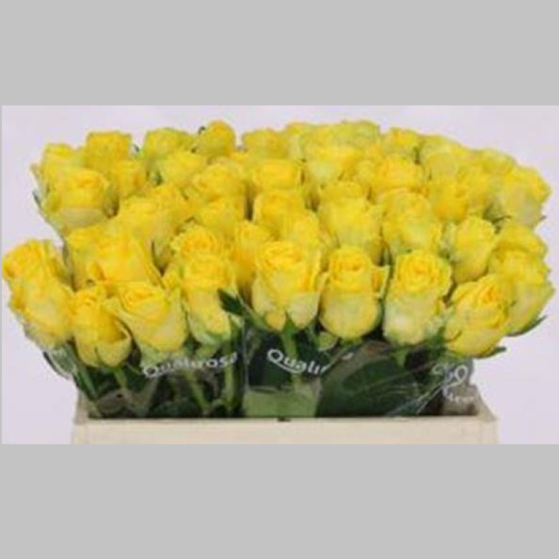 Trandafiri Olandezi Galbeni, Pachet (10 buc.)